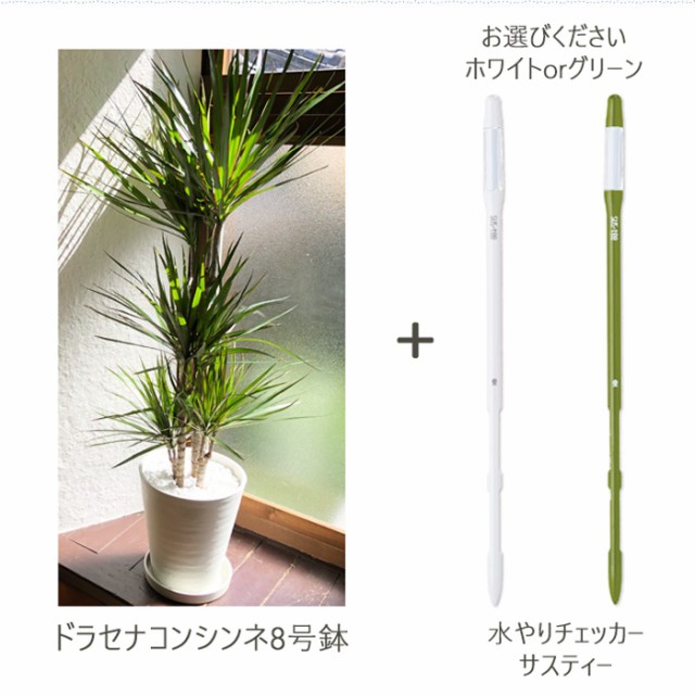 大特価 観葉植物 ドラセナ コンシンネ 8号 水分計 サスティー Lサイズのセット 翌日届け お祝い 開店祝い 開業祝い 引っ越し祝い 新築祝い ギ 初回限定 Carlavista Com