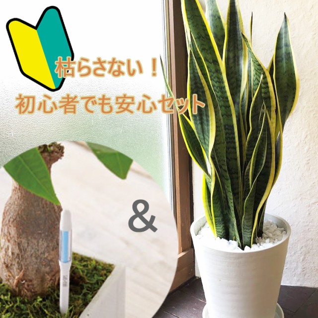 高品質の激安 観葉植物 サンセベリア 8号 水分計 サスティー Pay Lサイズのセット 翌日届け プ ネットau お祝い 8号 水分計 開店祝い 開業祝い 引っ越し祝い 新築祝い ギフト プ 一勝堂 B261db2c Cormeben Com