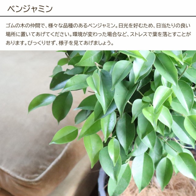 魅力的な 観葉植物 植物と肥料のセット ベンジャミン 7号鉢 Evo 植物が元気になる肥料 85g お祝い 開店祝い 開業祝い 引っ越し祝い 新 わけあり並の激安価格 Teammedellin Co