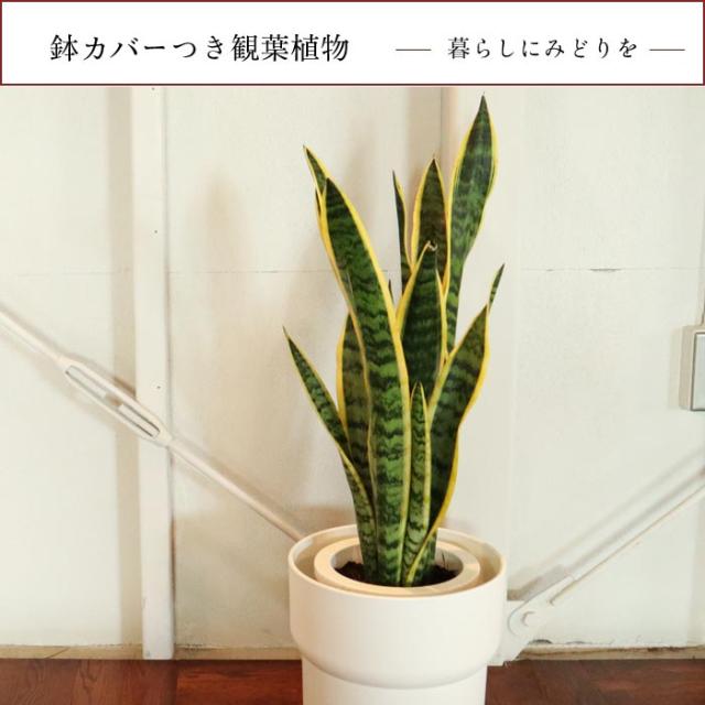 代引き手数料無料 観葉植物 サンスベリア 7号鉢 Ikea フォーレンリグ 鉢カバー 即日発送 お祝い 開店祝い 開業祝い 引っ越し祝い 新築祝い ギフト プレ クライマックスセール再値下げ