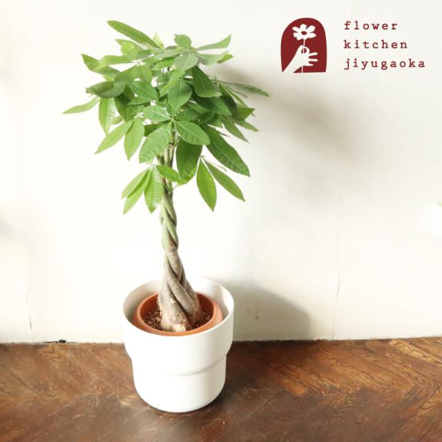 特別送料無料 観葉植物 パキラ 7号鉢 Ikea フォーレンリグ 鉢カバー 即日