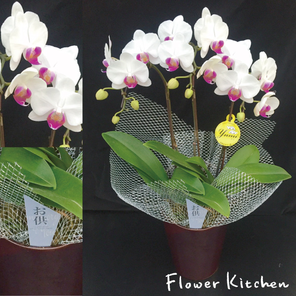 産地直送の花ギフト ミディ胡蝶蘭 A 137 お供え花 お供え 花 ガーデン Diy工具 5号 ミディ胡蝶蘭 高級感あふれる お供え用 3本立ち 通販 椎名洋ラン園 フラワーギフト