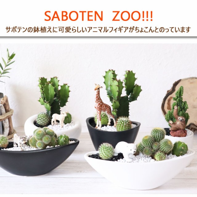 爆熱 観葉植物 Saboten Zooシリーズ 大雲閣 シマウマフィギアつき ホワイト陶器鉢 開店祝い 開業祝い 引っ越し祝い 新築祝い ギフト プレゼ 期間限定送料無料 Farmerscentre Com Ng