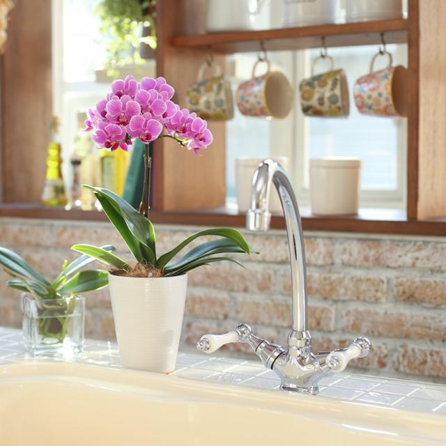 残りわずか 産地直送の花ギフト ミディ胡蝶蘭 1本立ち 4号 椎名洋ラン園 高級感溢れる フラワーギフト A 96 新入荷 Lovemesomegadgets Com