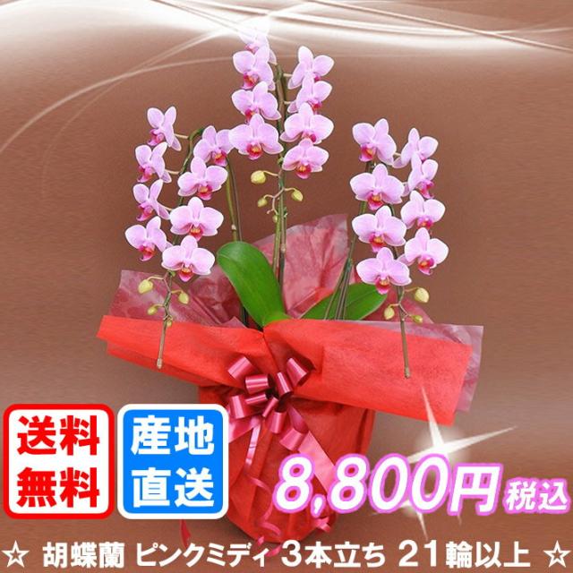 人気 商品 3本立ち 生花 切り花 ピンクミディ 送料無料 ヤマト運輸での配送 ネットショッピング 花 ガーデン Diy工具 胡蝶蘭 21輪以上 つぼみ込み 格安通販 人気 商品 3本立ち 生花 切り花 ピンクミディ 送料無料 ヤマト運輸での配送 ネットショッピング 花 ガーデン Diy工具 胡蝶蘭 21輪以上 つぼみ込み 格安通販