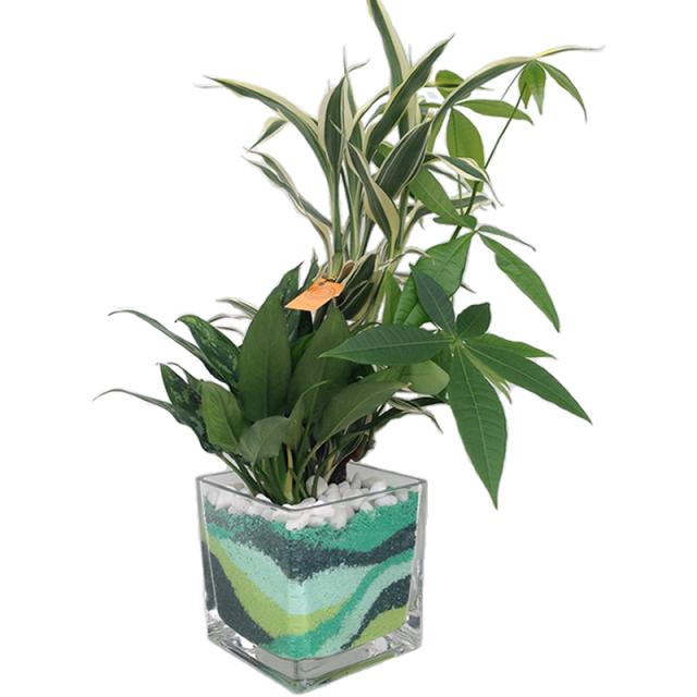 Sale Off ハイドロカルチャー キューブグラスl カラーサンドb おまかせ3種寄せ植え