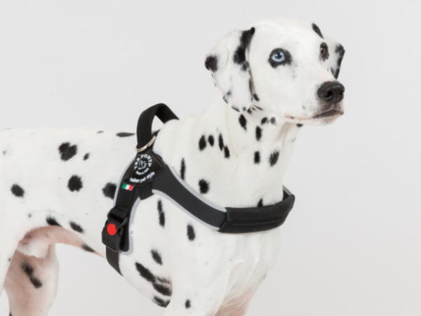 正規店仕入れの 犬 ハーネス 中型犬 大型犬用 トレ ポンティ Brio ブリオ Xxl 送料無料 Dijalogcafe Rs