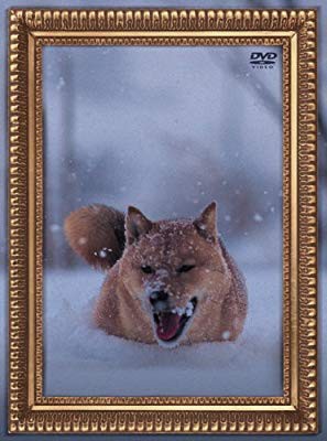 【新品】 レオナルド犬プリオ(通常盤) [DVD]
