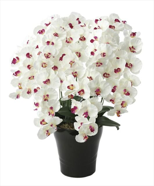 ファイナルバーゲン 光触媒 光の楽園 プレミアム胡蝶蘭7本立w Ab 657a250 約 幅