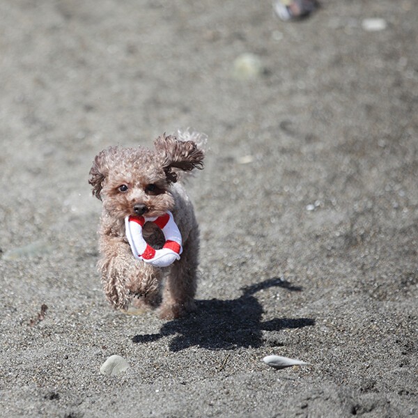 犬用おもちゃ ぬいぐるみ 救命浮輪 かわいい 遊べる 音がなる ペット用おもちゃ 噛みやすい 写真映え リアル 可愛い 猫にもの通販はau Pay マーケット エクスプレスジャパン 商品ロットナンバー