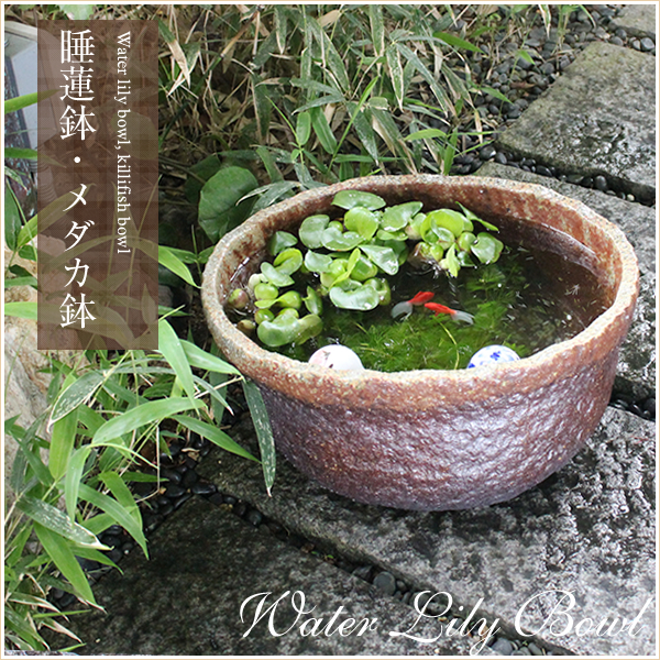 時間指定不可 陶器 14号小判型すいれん鉢 メダカ鉢 金魚鉢にも 最適 睡蓮鉢 スイレン鉢 ハス鉢 はす鉢信楽焼 おしゃれ 和風 手作り 流行に Olsonesq Com