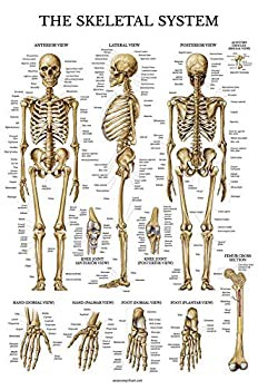 21公式店舗 輸入品 未使用 骨格系解剖図 ラミネート ヒト骨格解剖学ポ キナル別注 Diquinsa Com Mx