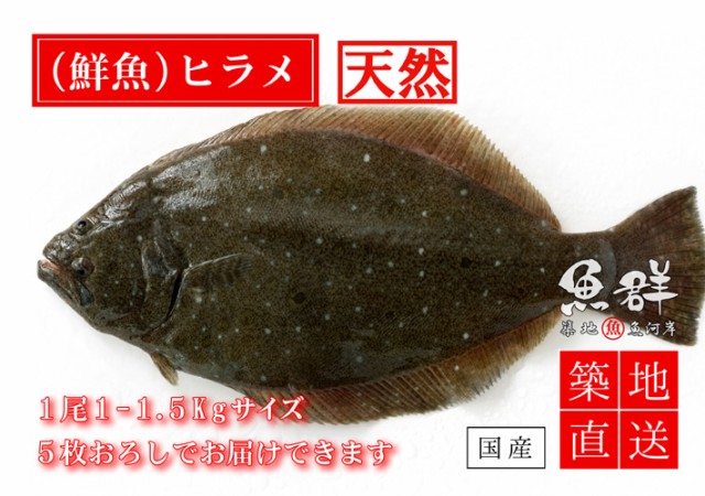 天然 ヒラメ1尾 1 1 5kg前後サイズ 国産 冷蔵便 築地直送 鮮魚 Analimaambiental Com Br