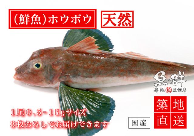 天然 ホウボウ1尾 0 5 1kg前後サイズ 国産 冷蔵便 築地直送 鮮魚 の通販はau Pay マーケット 築地魚群 商品ロットナンバー