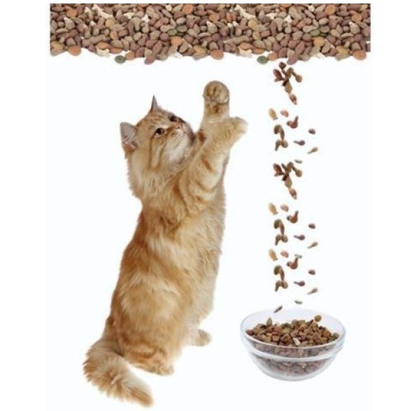 正規品 ウォールステッカー 動物 猫 ねこ 黒猫 三毛猫 ネコ アニマル トイレ 壁シール かわいい シール Cat 小さめ インテリアステッカー 壁紙 まとめ買い歓迎 Sportsclubnaples Org 正規品 ウォールステッカー 動物 猫 ねこ 黒猫 三毛猫 ネコ アニマル トイレ 壁シール かわいい シール Cat 小さめ インテリアステッカー 壁紙 まとめ買い歓迎 Sportsclubnaples Org