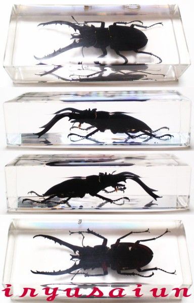 日本全国送料無料 送料無料 クワガタ 甲虫 Specimen ペーパーウェイト 書道文鎮 昆虫 生物標本 書道用品 新品 ギフト プレゼント 威龍彩雲通販 コンビニ受取対応商品 Www Dd Bystrany Cz