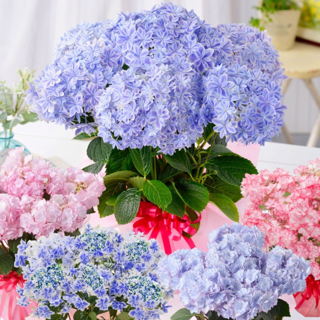 21 母の日 アジサイ ギフト プレゼント 紫陽花 あじさい お花の好きなお母さんに 超希少種な選べるアジサイ鉢植えセレクシ