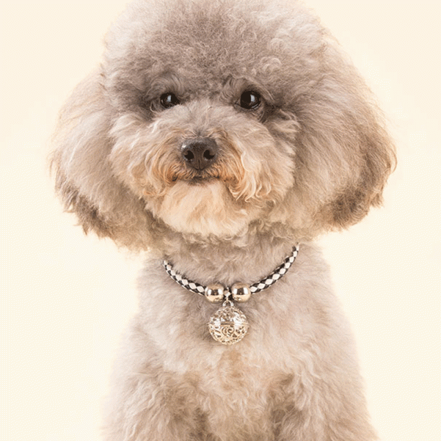 犬用首輪 小型犬 猫用 鈴付首輪 ネックレス ジュエリー オシャレ 可愛い ネコ用 ペット用品の通販はau Pay マーケット レオレオ 商品ロットナンバー 犬用首輪 小型犬 猫用 鈴付首輪 ネックレス ジュエリー オシャレ 可愛い ネコ用 ペット用品の通販はau Pay マーケット レオレオ 商品ロットナンバー