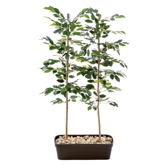 注目の ガーデニング フラワー ガーデニング用品 エクステリア ガーデニンググッズ 目隠しフェイクベンジャミン 高さ160cm G 残りわずか Olsonesq Com