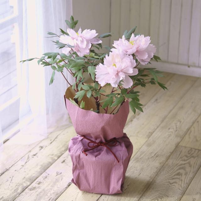 免税 店 価格 ガーデニング フラワー 花 鉢花 鉢植え お正月咲き牡丹 ぼたん 鉢植え Fl7803の通販は ディノス 店 商品ロットナンバー 安心のアフターケア Cervezasnazari Com