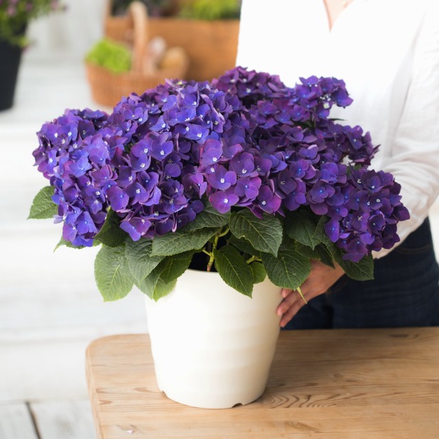 残りわずか ガーデニング フラワー 花 鉢花 鉢植え 母の日ギフト 大鉢アジサイ ディープパープル Fp8760 送料込 Univ Ouaga3s Com