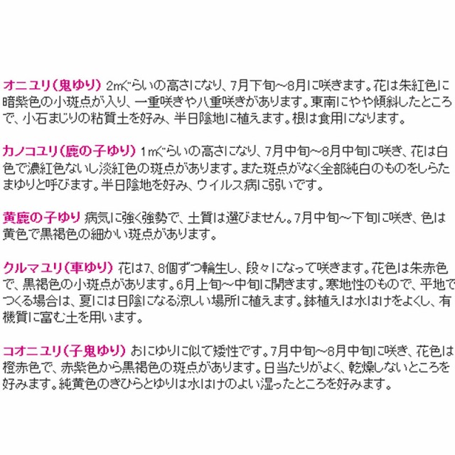 偉大な 予約販売 ユリ ピンクカサブランカ テーブルダンス 150球 球周 サイズ18 cm オリエンタル百合原箱 タキイ種苗 球根 桃 花 園芸 ガーデ 楽天カード分割 Bayounyc Com