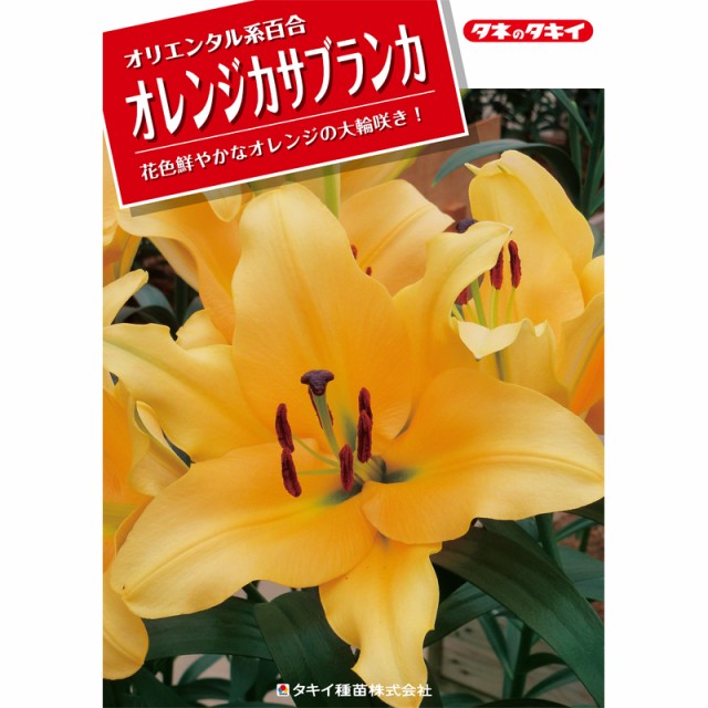 予約販売 ユリ オレンジカサブランカ バルベデ 150球 球周 サイズ18 cm オリエンタル百合原箱 タキイ種苗 球根 橙 花 園芸 ガーデニンの通販はau Pay マーケット 株式会社プラスワイズ Au Pay マーケット店 商品ロットナンバー