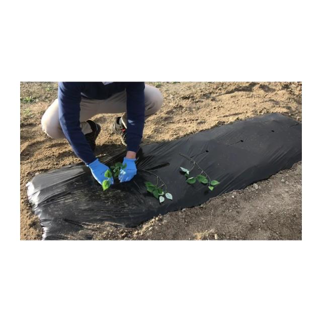 残りわずか 在庫限り超価格 農業用ビニール 菜園用サツマイモマルチ 10本 タキイ種苗 スリット入り 水平植え 斜め植え 野菜 雑草 防止 農業 園芸 畑 タ種 メール便なら送料無料 Wsenergy Com Br