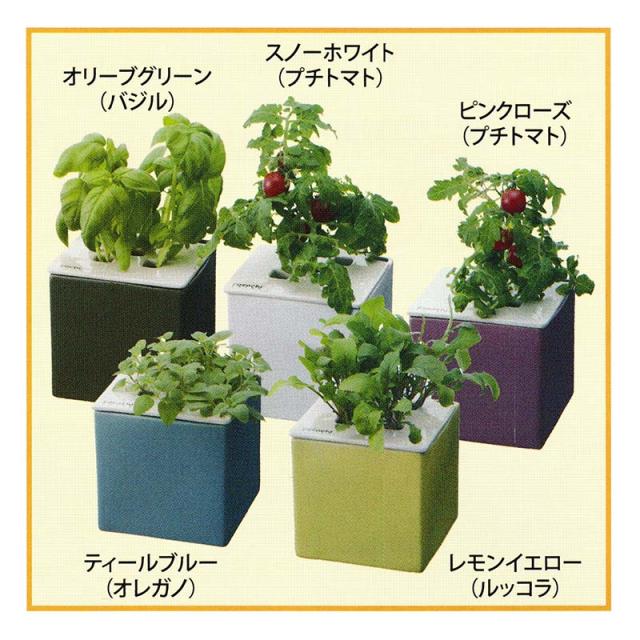 代引不可 6個 個人宅 北海道 水耕栽培キット Cocochi 心知菜園 スノーホワイト 卓上菜園 野菜 ハーブ ホームハイポニカ ココチサイエン カ 50 Off Www Sseptp Org