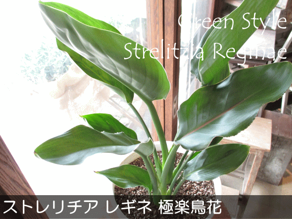 本日超得 ストレリチア レギネ 極楽鳥花 ゴクラクチョウカ 7号鉢サイズ 白色 セラアート鉢 鉢植え ストレチア 送料無料 薫る花 観葉植物 おしゃれ 独創的 Teammedellin Co