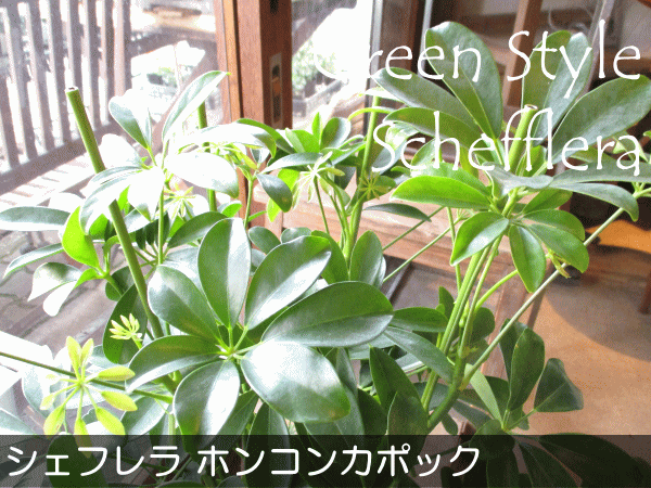 シェフレラ ホンコンカポック 8号鉢サイズ 白色 セラアート鉢 ホワイト 鉢植え 香港カポック 送料無料 薫る花 観葉植物 おしゃれの通販はau Wowma ワウマ 薫る花 商品ロットナンバー