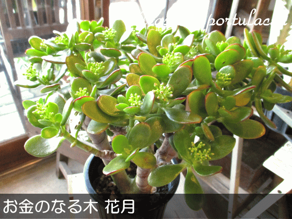 お金のなる木 花月 成金草 5号鉢サイズ 鉢植えの通販はau Wowma ワウマ 薫る花 商品ロットナンバー