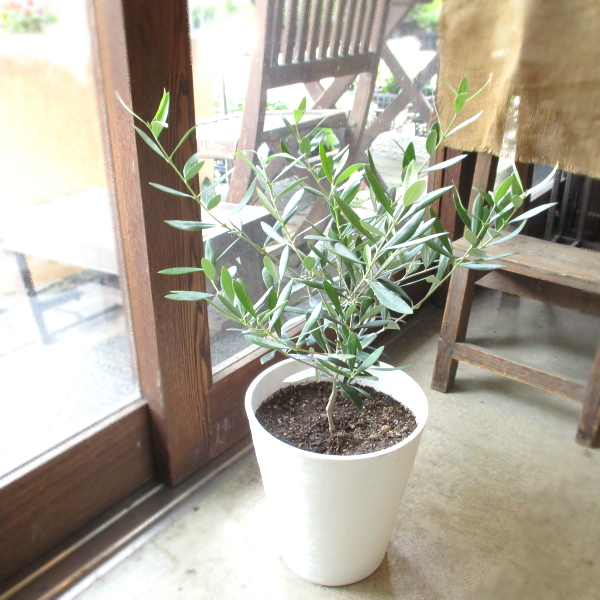 55 以上節約 オリーブの木 2品種植え 7号鉢サイズ 白色 セラアート鉢 ホワイト 鉢植え 苗木 送料無料 薫る花 庭木 シンボルツリー 常緑樹 中型 小型 注目の Diquinsa Com Mx