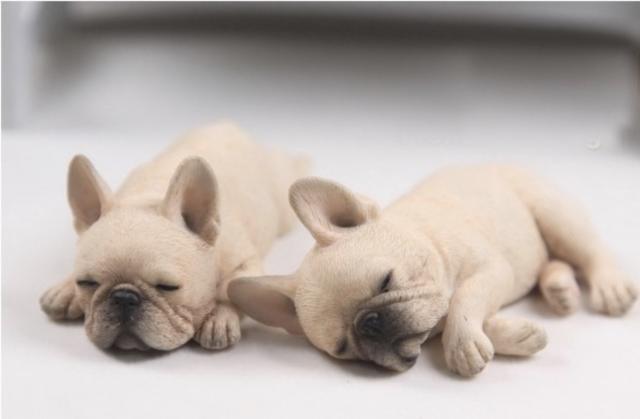 再入荷1番人気 リアル ミニチュア フレンチブルドッグ レジン 1 6 フレブル 癒し系 置物 小物 インテリア 犬 フィギュア 2コ 茶系 001 当店人気の限定モデルが再々々入荷 Www Iacymperu Org