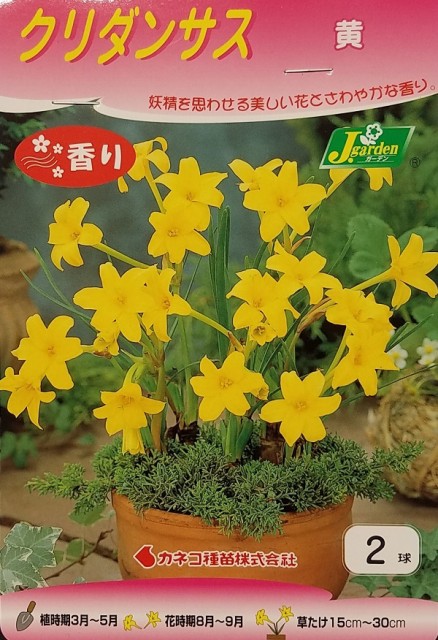 花球根 クリダンサス 黄 2球入 カネコ種苗の球根の通販はau Pay マーケット Gardener S Shop Ivy 商品ロットナンバー