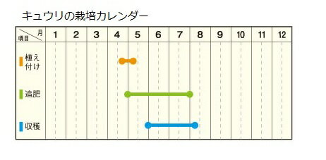 予約苗 野菜苗 キュウリ 北進 実生苗 1pot 納期指定不可 の通販はau Wowma ワウマ さいじょう緑花 商品ロットナンバー