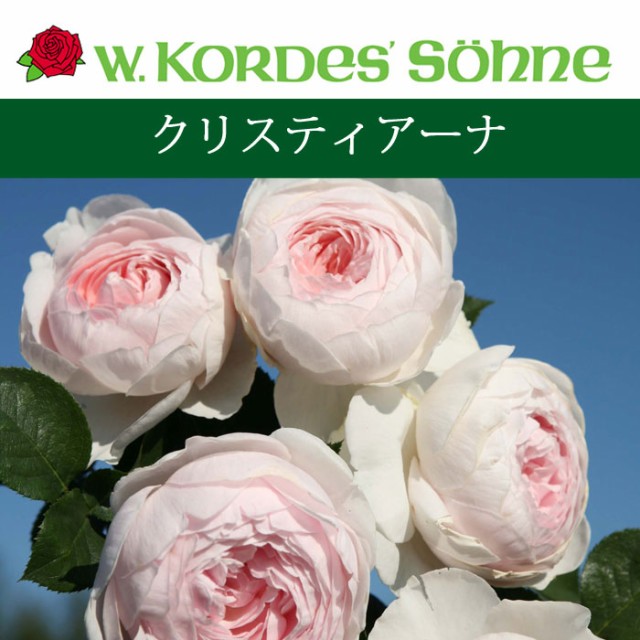 予約苗 バラ苗 京成バラ園 コルデス クリスティアーナ 大苗 7号鉢 ピンク系 Cl 薔薇苗 ばら苗 鉢植え 21年予約 バラ以外の通販はau Pay マーケット さいじょう緑花 商品ロットナンバー