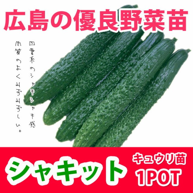 予約苗 野菜苗 キュウリ シャキット 接木苗 1pot 納期指定不可 の通販はau Wowma ワウマ さいじょう緑花 商品ロットナンバー