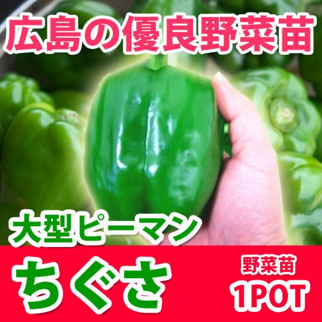 予約苗 野菜苗 ピーマン ちぐさ 実生 1pot 納期指定不可 の通販はau Pay マーケット さいじょう緑花 商品ロットナンバー