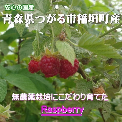 ラズベリー 冷凍 バラ 送料無料 1kg 3パック 栽培期間中農薬不使用 無添加 無着色 国産 木苺 キイチゴの通販はau Pay マーケット グルメ通り 商品ロットナンバー
