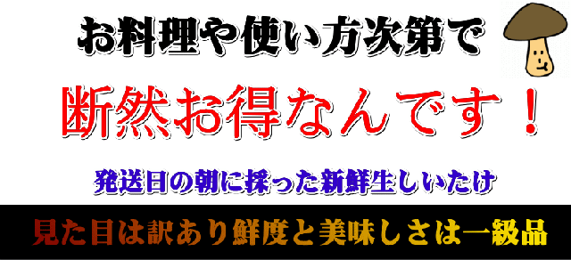 わけあり並の激安価格 送料無料 しいたけ お得なb C級品 生しいたけ 3kg 500g 6 味は一級品 朝採れたて菌床栽培 椎茸 シイタケ 最終値下 Admarwork Pl わけあり並の激安価格 送料無料 しいたけ お得なb C級品 生しいたけ 3kg 500g 6 味は一級品 朝採れたて菌床栽培 椎茸 シイタケ 最終値下 Admarwork Pl