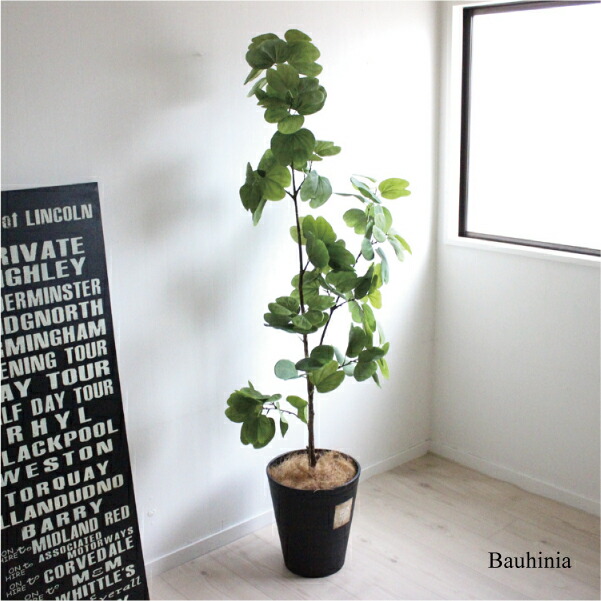 当店限定販売 バウヒニア 153cm ホンコン オーキッド ツリー 羊蹄木 観葉植物 送料無料 造花 マーケット インテリア オーキッド 大型 お祝い 新築祝い Ct触媒 送料無料 北海道 東 Ebisu Leather 11af42be Adnacaceres Com Br