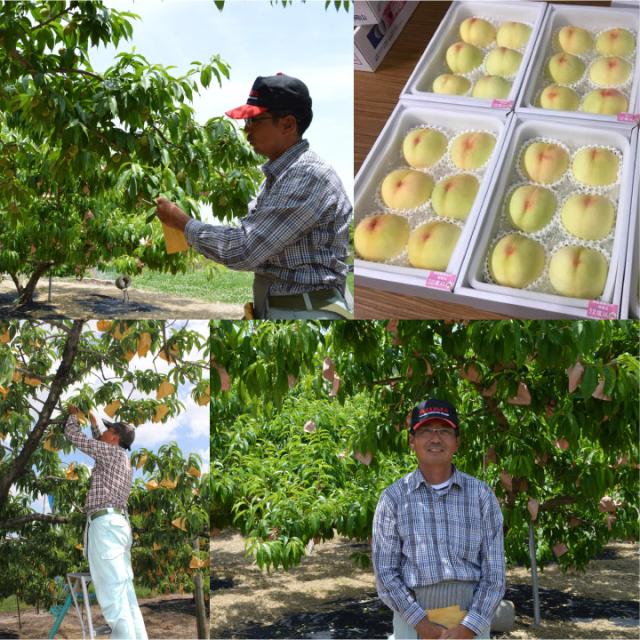 安い人気 河本農園 岡山 産地直送の通販はau PAY マーケット - いきいきショップねんりん|商品ロットナンバー:454774832 清水白桃 11〜13玉 3kg前後 訳あり 白桃 超特価格安