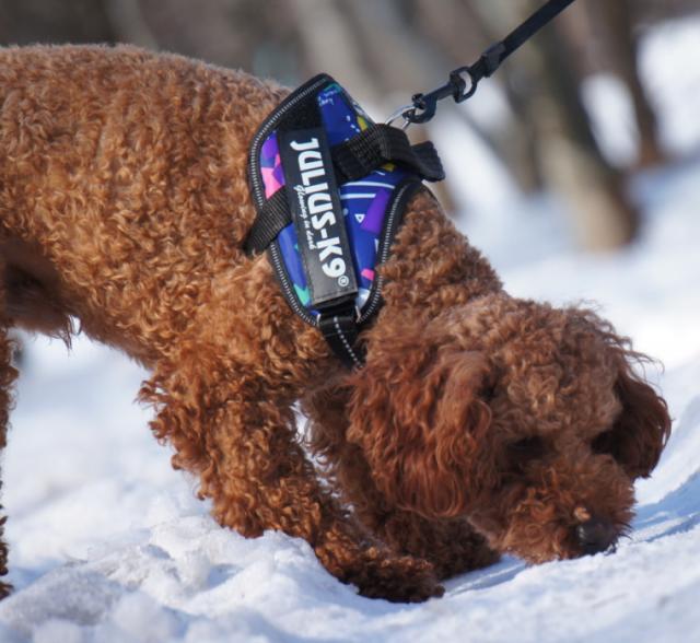 春の最新作 送料無料 送料無料 Julius K9 ユリウスケーナイン ｉｄｃパワーハーネス デザインシリーズ ニューカラー Size0 3サイズ 中 大型犬用サ 流行に Centrodeladultomayor Com Uy