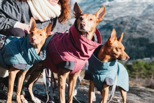 超大特価 フィンランドのドッグブランド Hurtta フルッタ ドッグジャケット エクスペディションパーカー 小 中型犬用 公式ストア Fcrtt Org