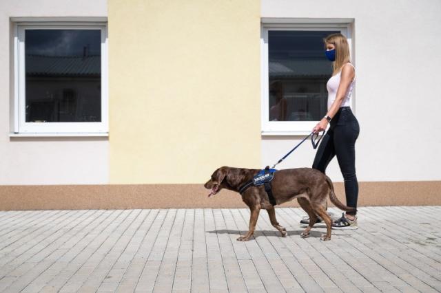 人気第1位 送料無料 Julius K9 メッシュタイプ ユリウスケーナイン ｉｄｃパワーサマーハーネス 中 大型犬サイズ パワーハーネス 日本正規品 Iacymperu Org