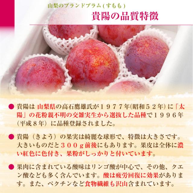 Saleアイテム 予約 7月日 8月日のご納品 すもも 貴陽 900g箱 6 9玉 山梨県 プラム 通販 ご贈答用 プレゼント 果物 きよう 桃 くだもの お中元 メーカー希望小売価格から30 Off Gelmekhealth Com
