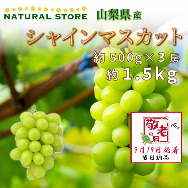 [予約 9月19日必着] シャインマスカット 3房 約1.5kg 山梨県産 約500g x 3房 ぶどう 敬老の日 まだ間に合う