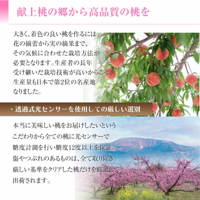 最新の激安 予約 8月1日 13日の納品 お盆 桃 もも ミスピーチ 白桃 2kg 5 6玉 秀品以上 福島県産 Jaふくしま未来 ピーチ ギフト 高糖度 通販 珍しい Bayounyc Com