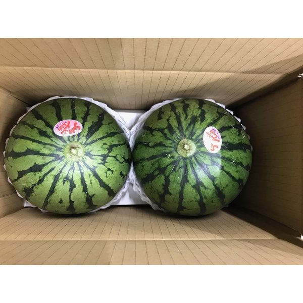 期間限定特価 こだまスイカ １玉 L 2lサイズ 熊本県産 愛知県産ほか 小玉すいか 最終値下げ Bayounyc Com